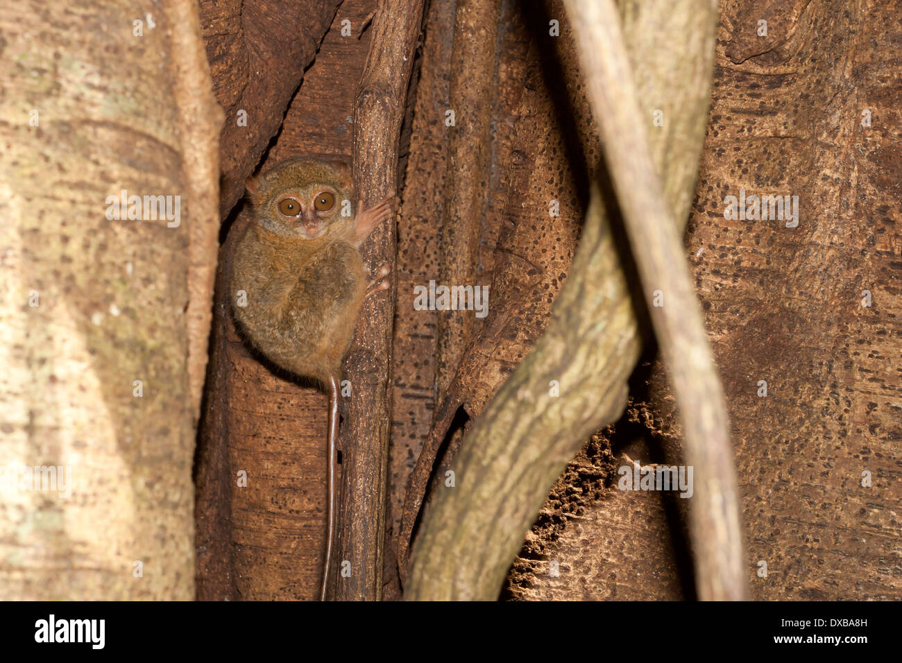 Spectral Tarsier, Tarsius tarsier, Tangkoko Naitonal Park, Sulawesi Indonesia Foto Stock