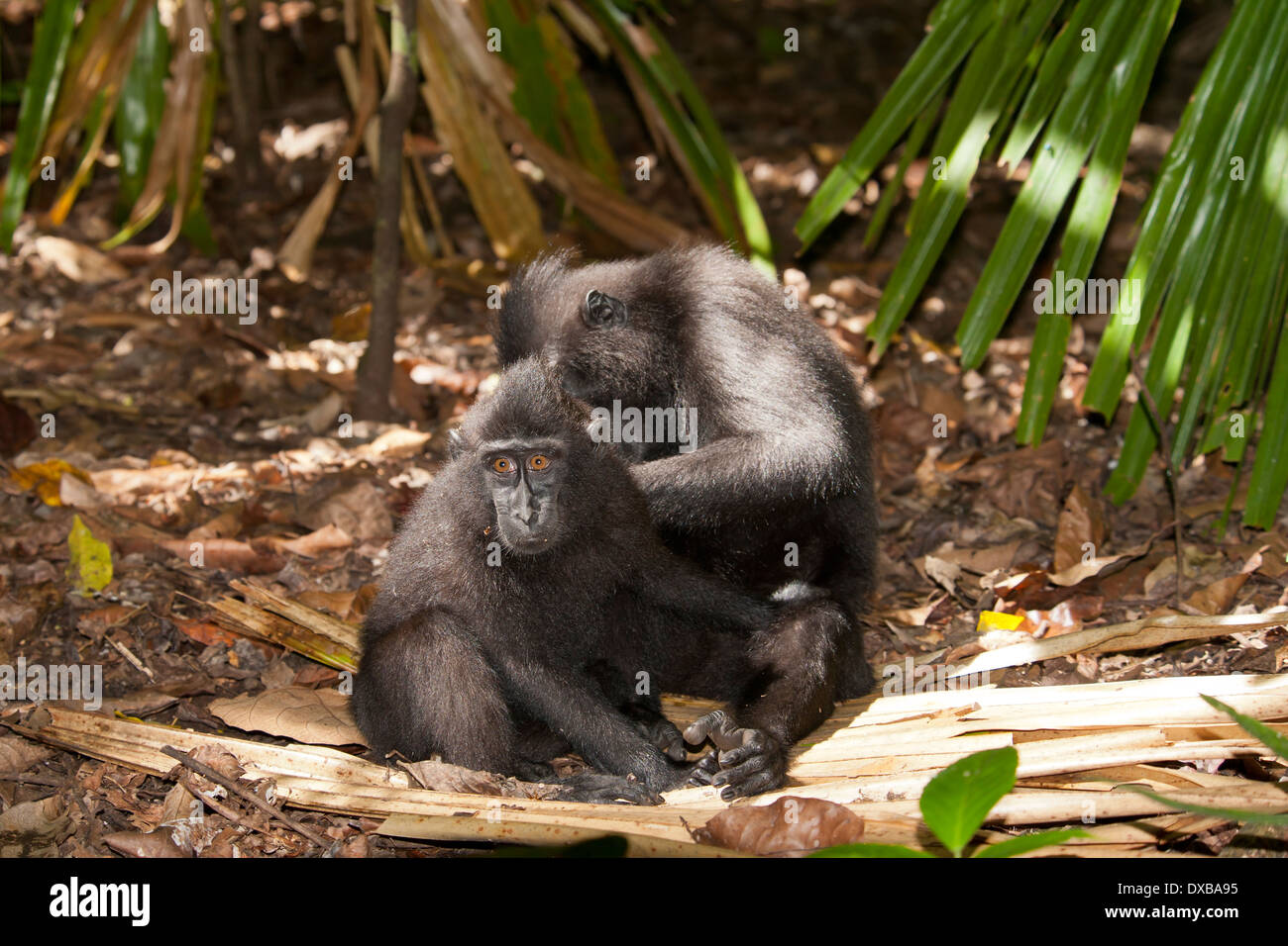 Celebes crested macaco Macaca nigra, Tankoko National Park, Sulawesi, Indonesia Foto Stock