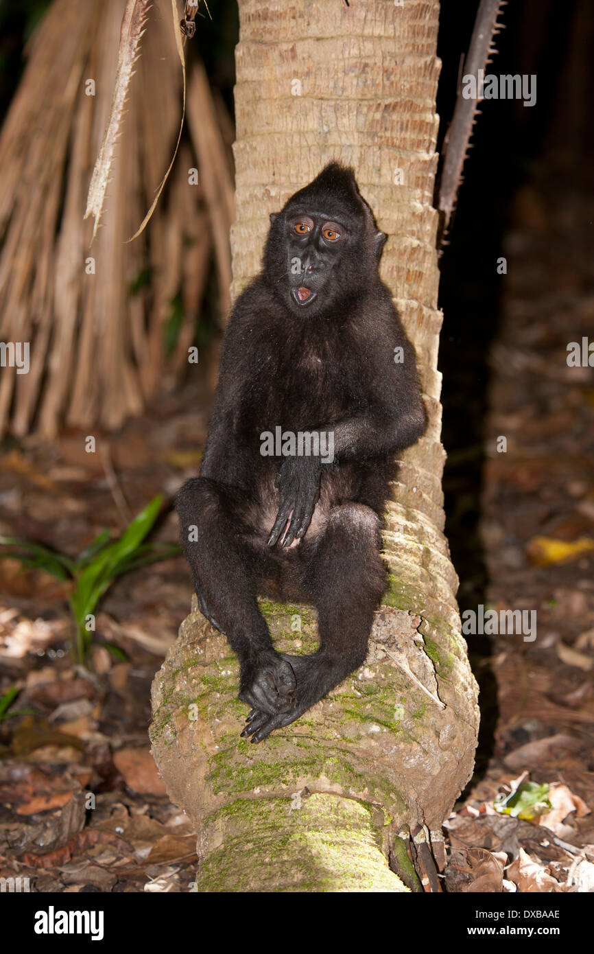 Celebes crested macaco Macaca nigra, Tankoko National Park, Sulawesi, Indonesia Foto Stock