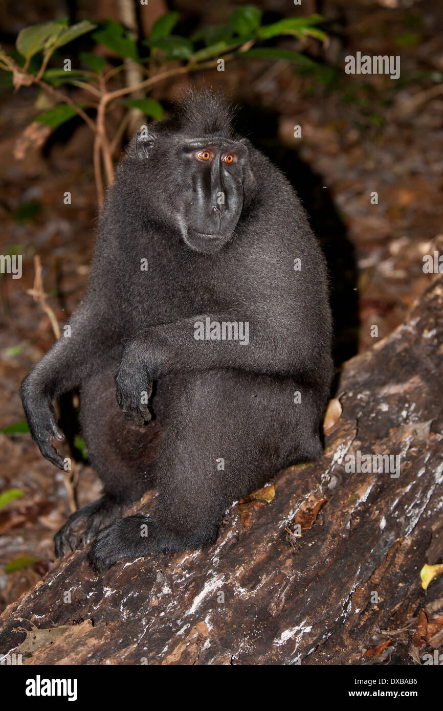 Celebes crested macaco Macaca nigra, Tankoko National Park, Sulawesi, Indonesia Foto Stock