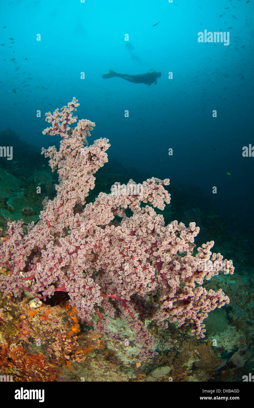 Magia blu sito di immersione, Dampier Strait Raja Ampat, Indonesia Foto Stock