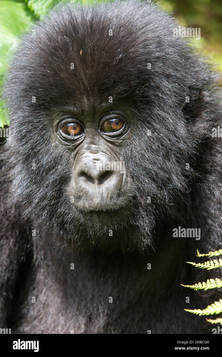 Gorilla di Montagna (Gorilla gorilla beringei) close up ritratto di bambino faccia, Parc National des Volcans, Ruanda Foto Stock