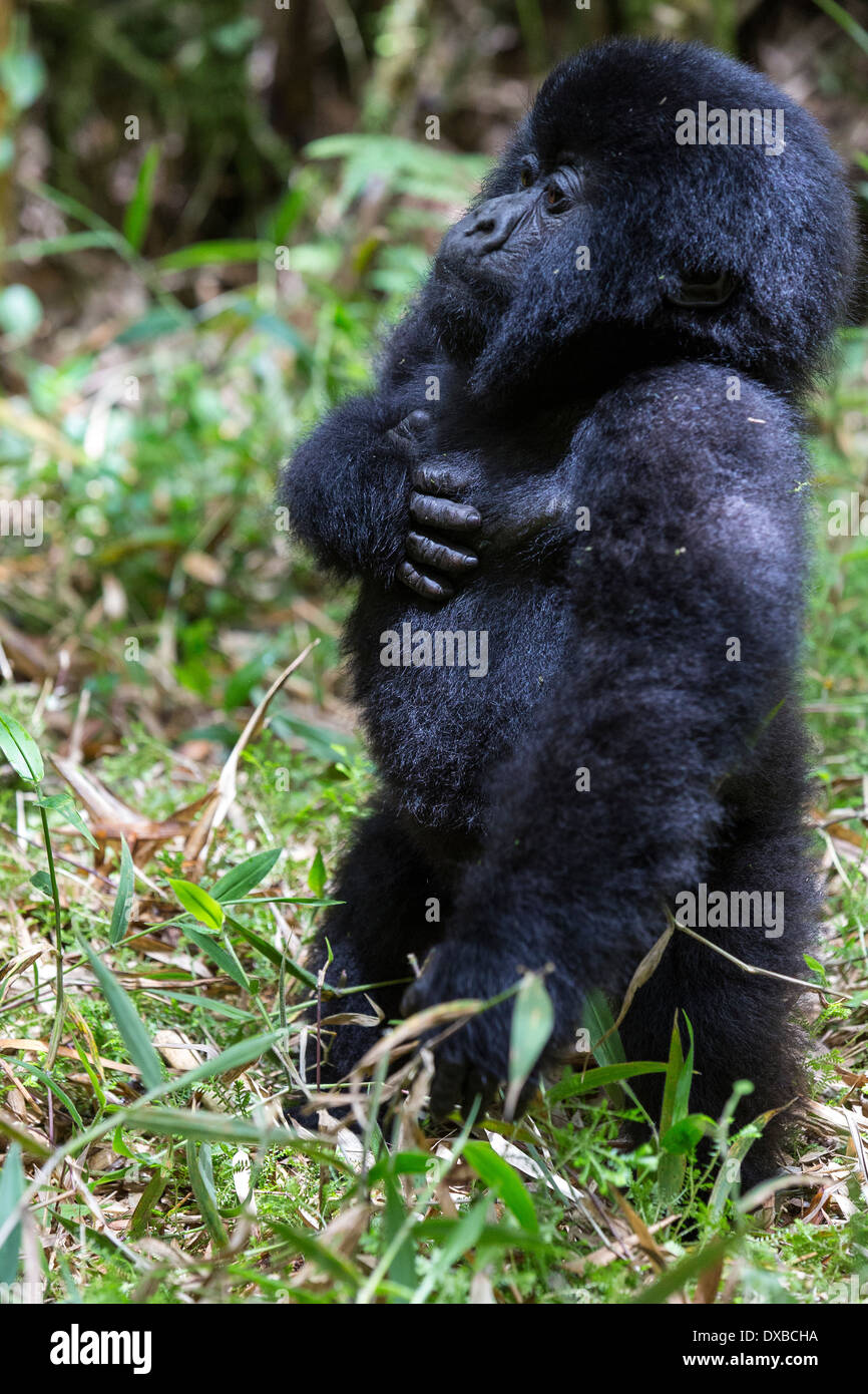 Gorilla di Montagna (Gorilla gorilla beringei) infantile in piedi con la mano sul cuore, il Parc National des Volcans, Ruanda Foto Stock