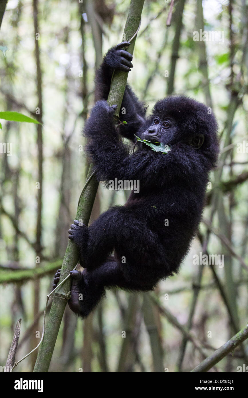 Gorilla di Montagna (Gorilla gorilla beringei) diciotto mesi di età infantile scherzosamente climbing palo di bambù, Parc National des Volcans,Ruanda Foto Stock