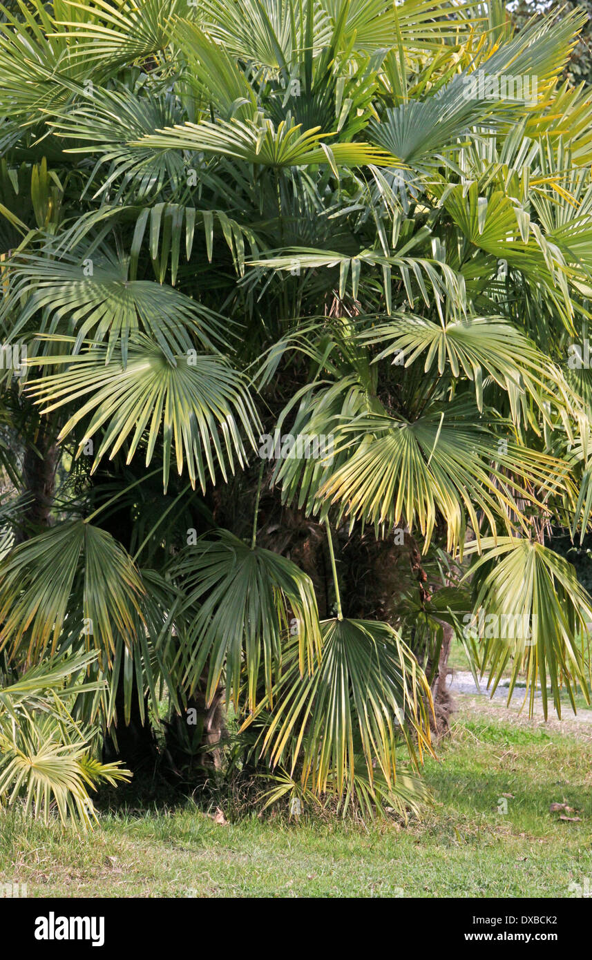 Palm tree in posizione di parcheggio Foto Stock