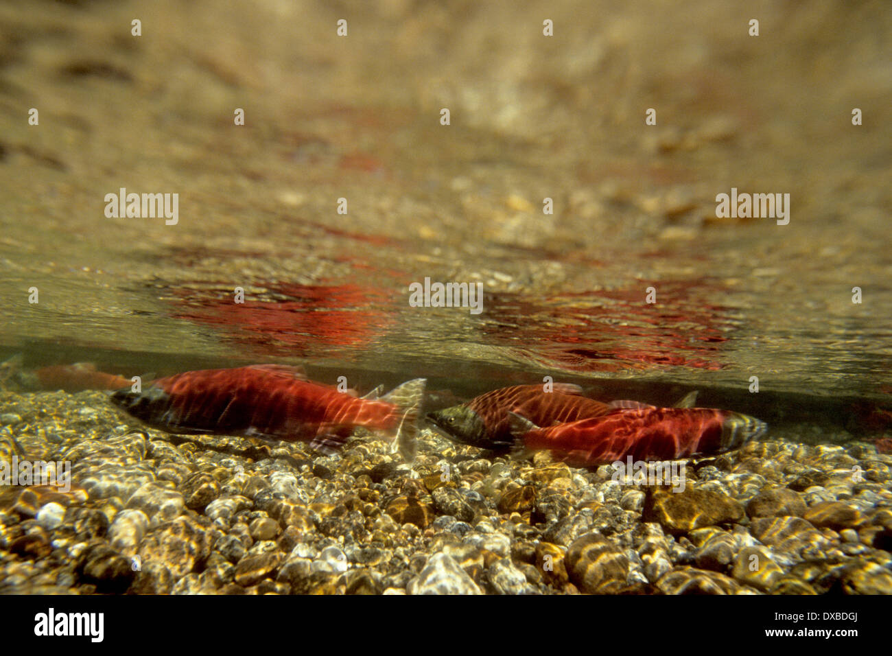 Il Salmone Kokanee Salmoni (Oncorhynchus nerka) in zone di deposizione  delle uova di colori su letti di deposizione delle uova nella forcella del  nord del fiume Payette, ID Foto stock - Alamy