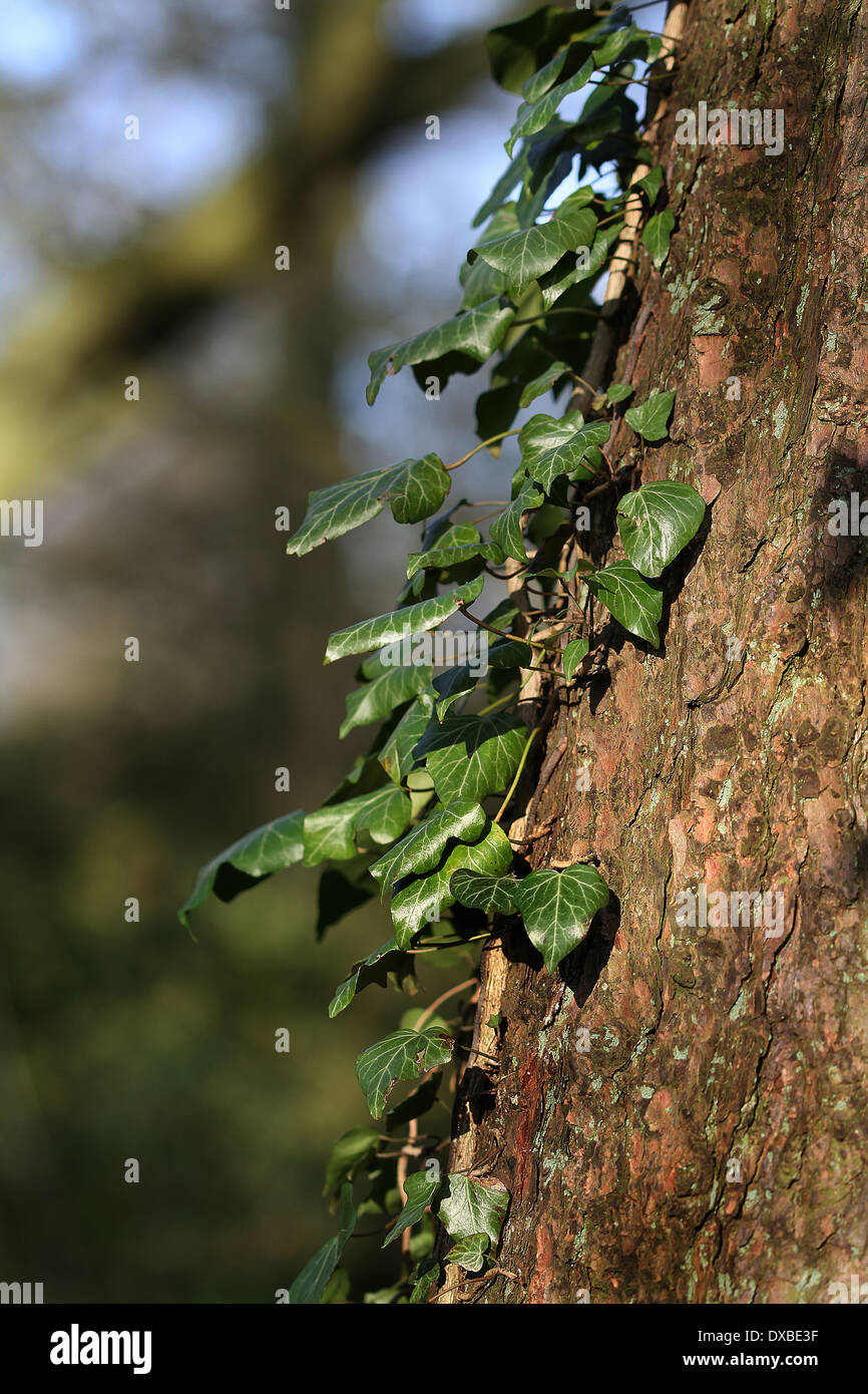 Edera parassita sull albero. Foto Stock