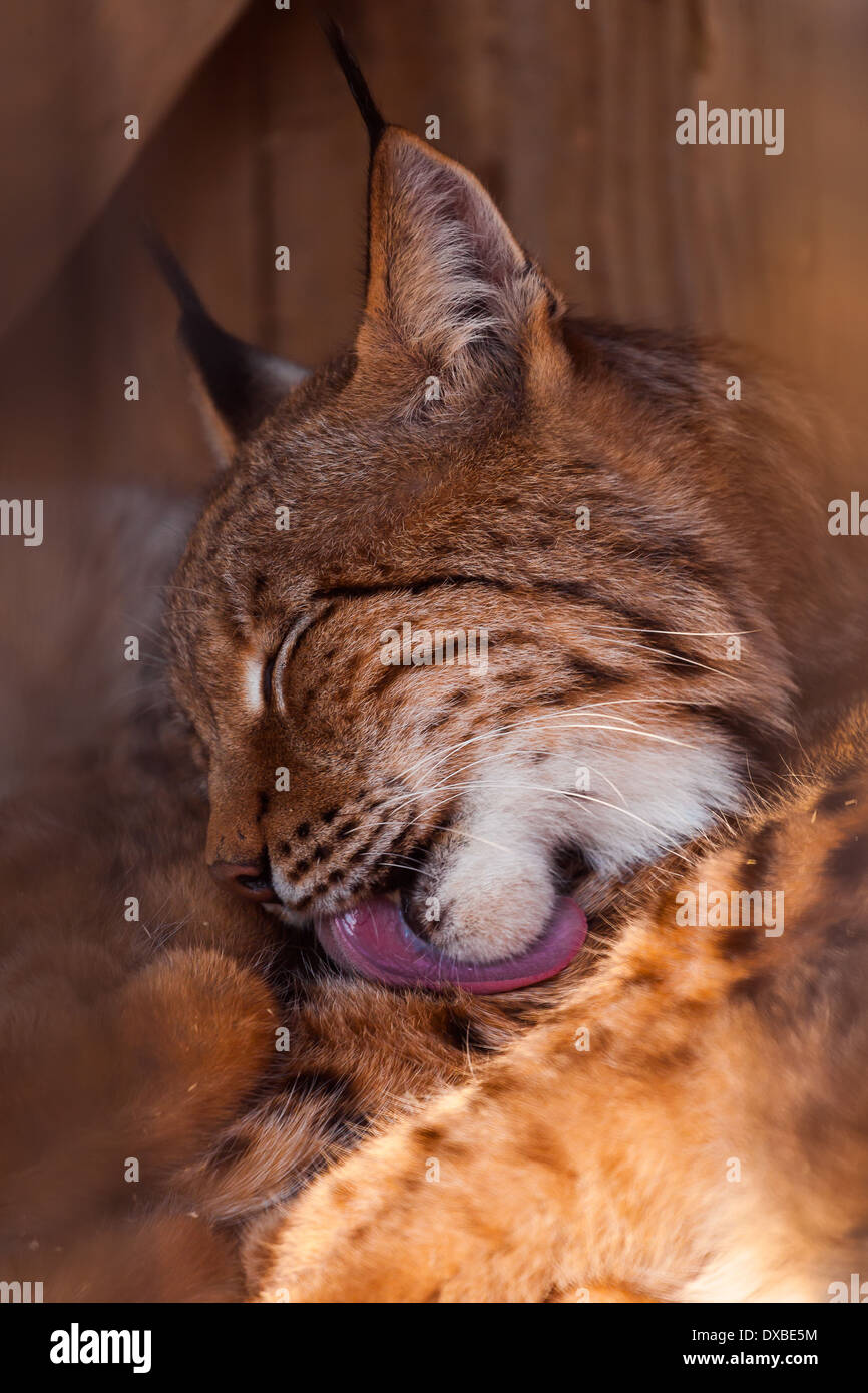 Colpo alla testa Ritratto di Lynx Foto Stock