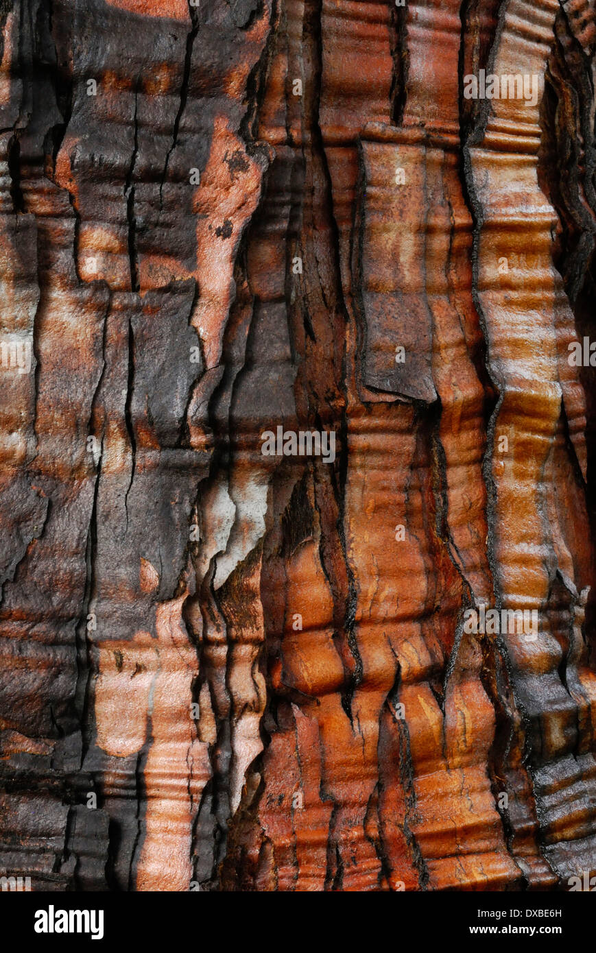 Sequoiadendron giganteum Foto Stock