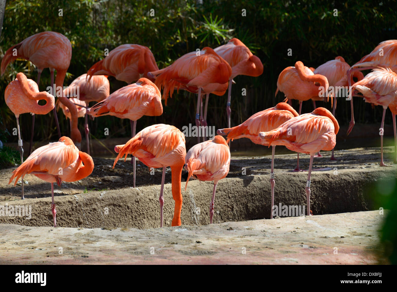 L'Europa, Spagna, Barcellona, animali Foto Stock