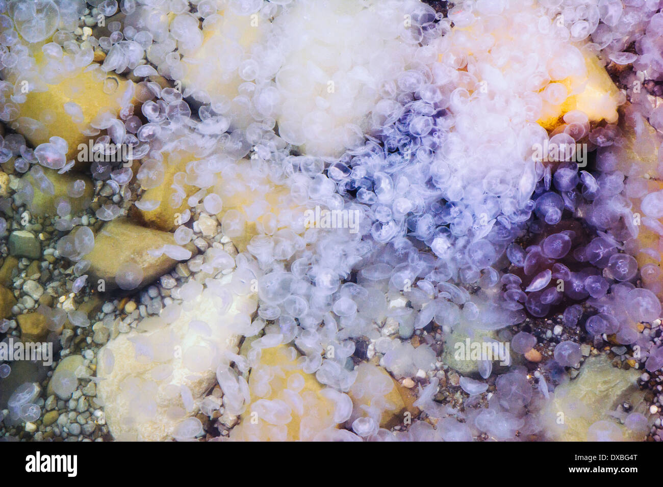 Un sacco di meduse, foto subacquee Foto Stock