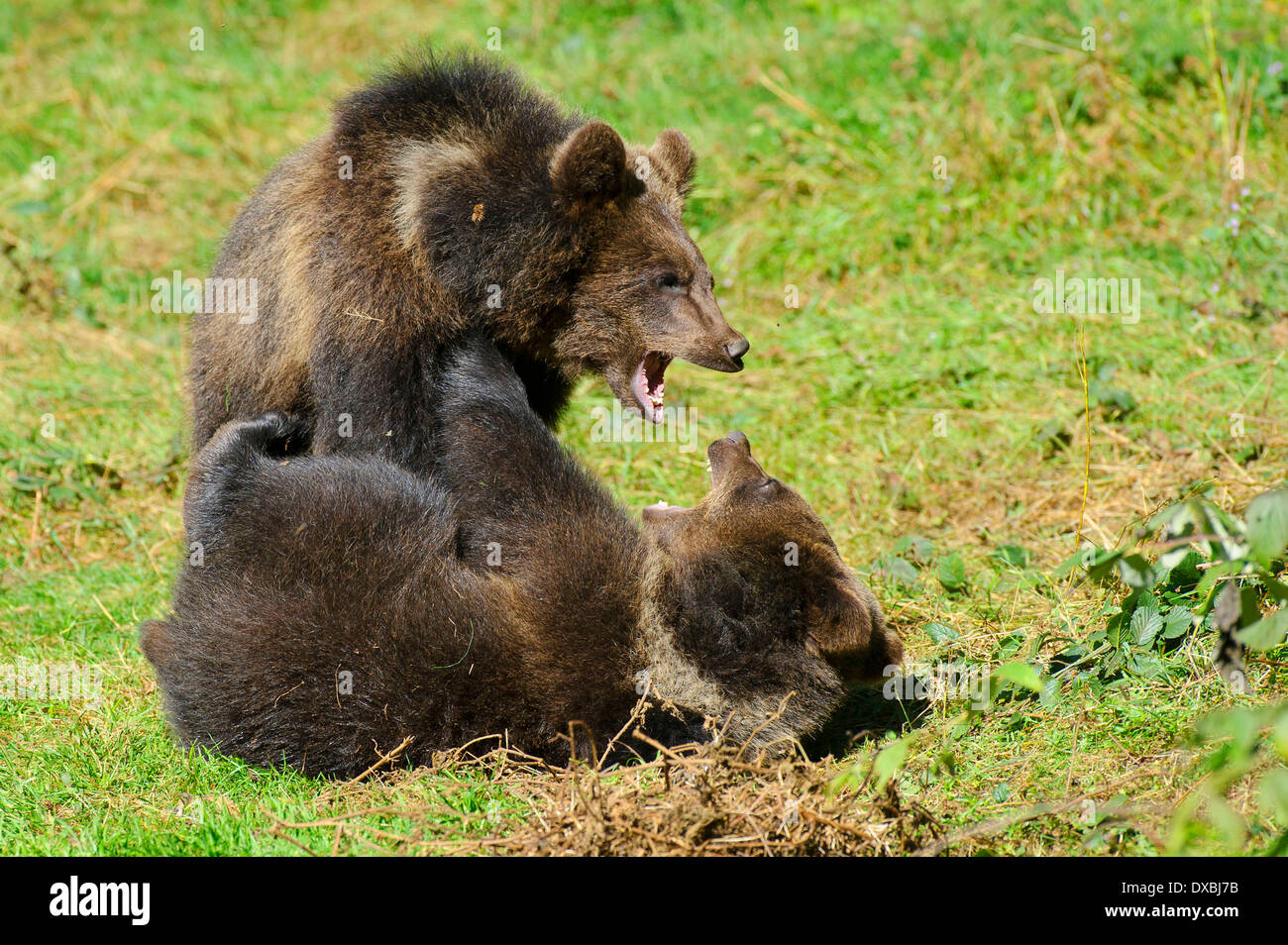 Unione orso bruno Foto Stock
