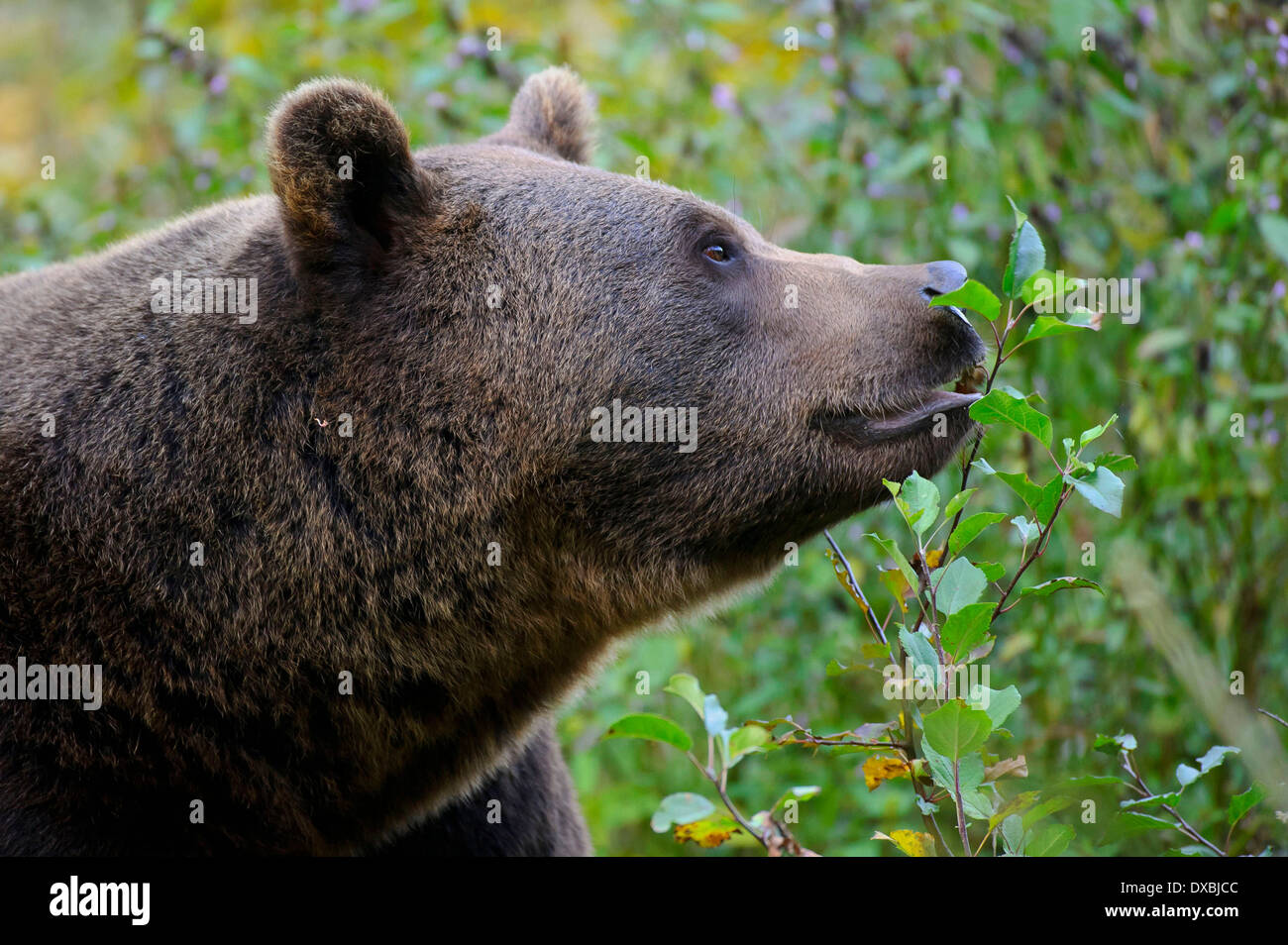 Unione orso bruno Foto Stock