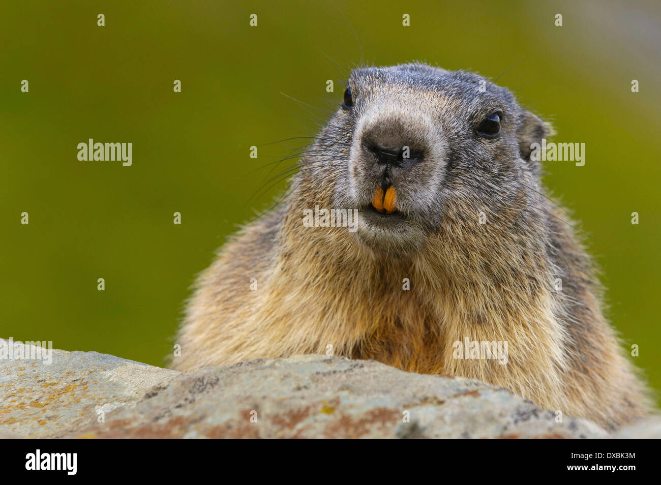 Marmotta alpina Foto Stock