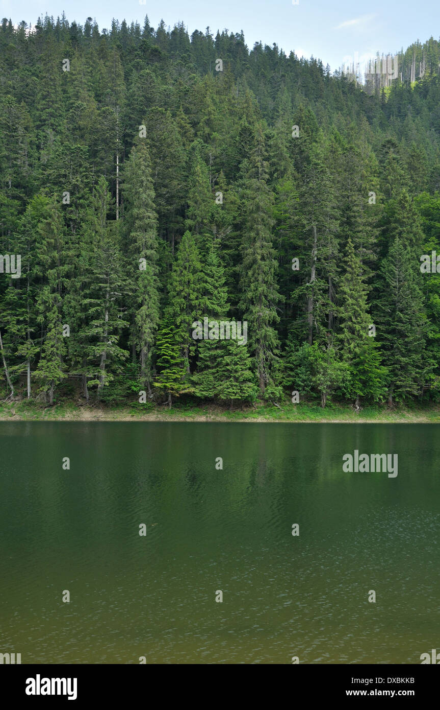 Verde pineta sopra la superficie liscia del lago Synevyr in ucraino Carpazi Foto Stock