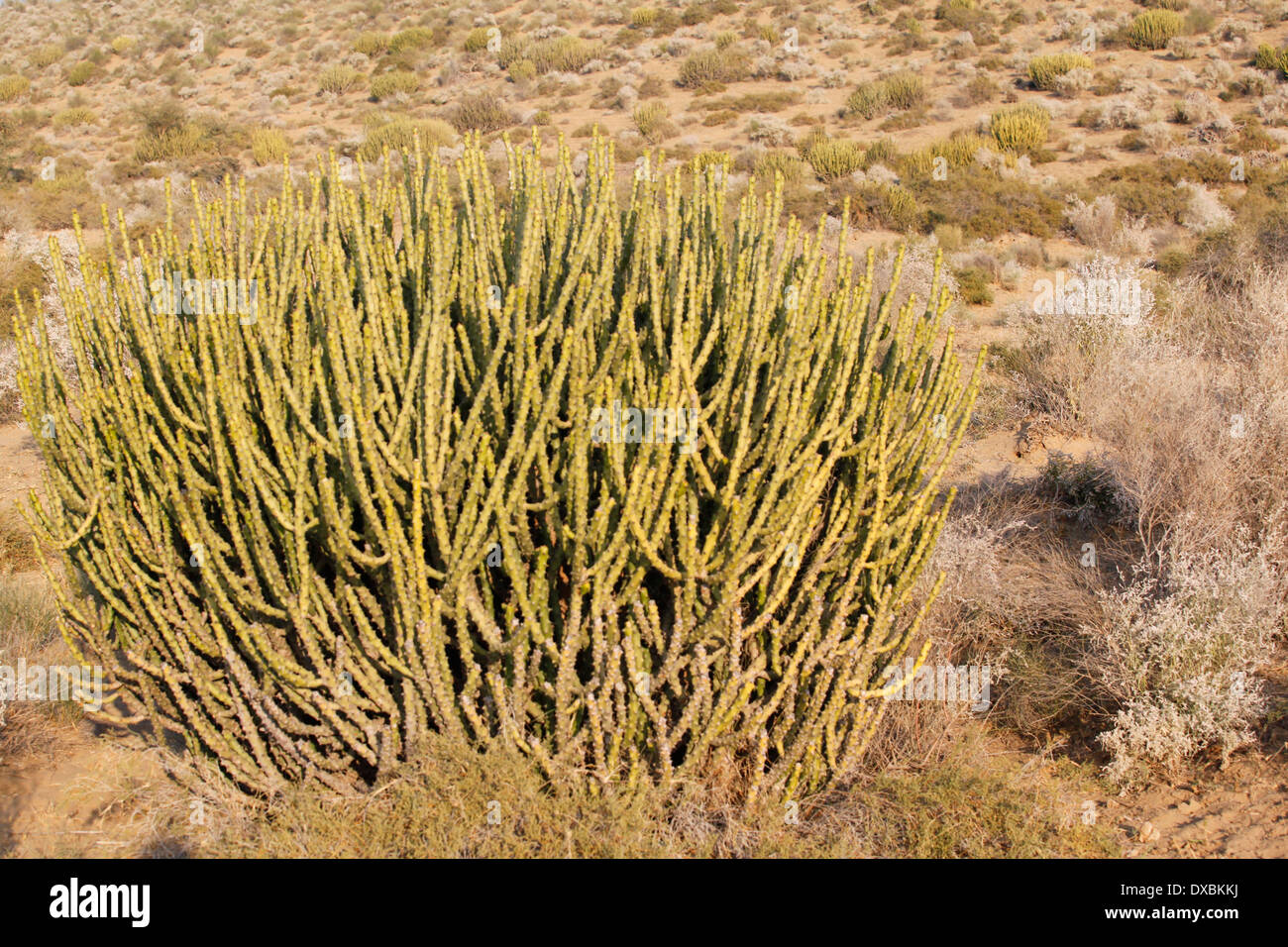 Cactus. Deserto di Thar, Jaisalmer. Rajasthan, India. Foto Stock