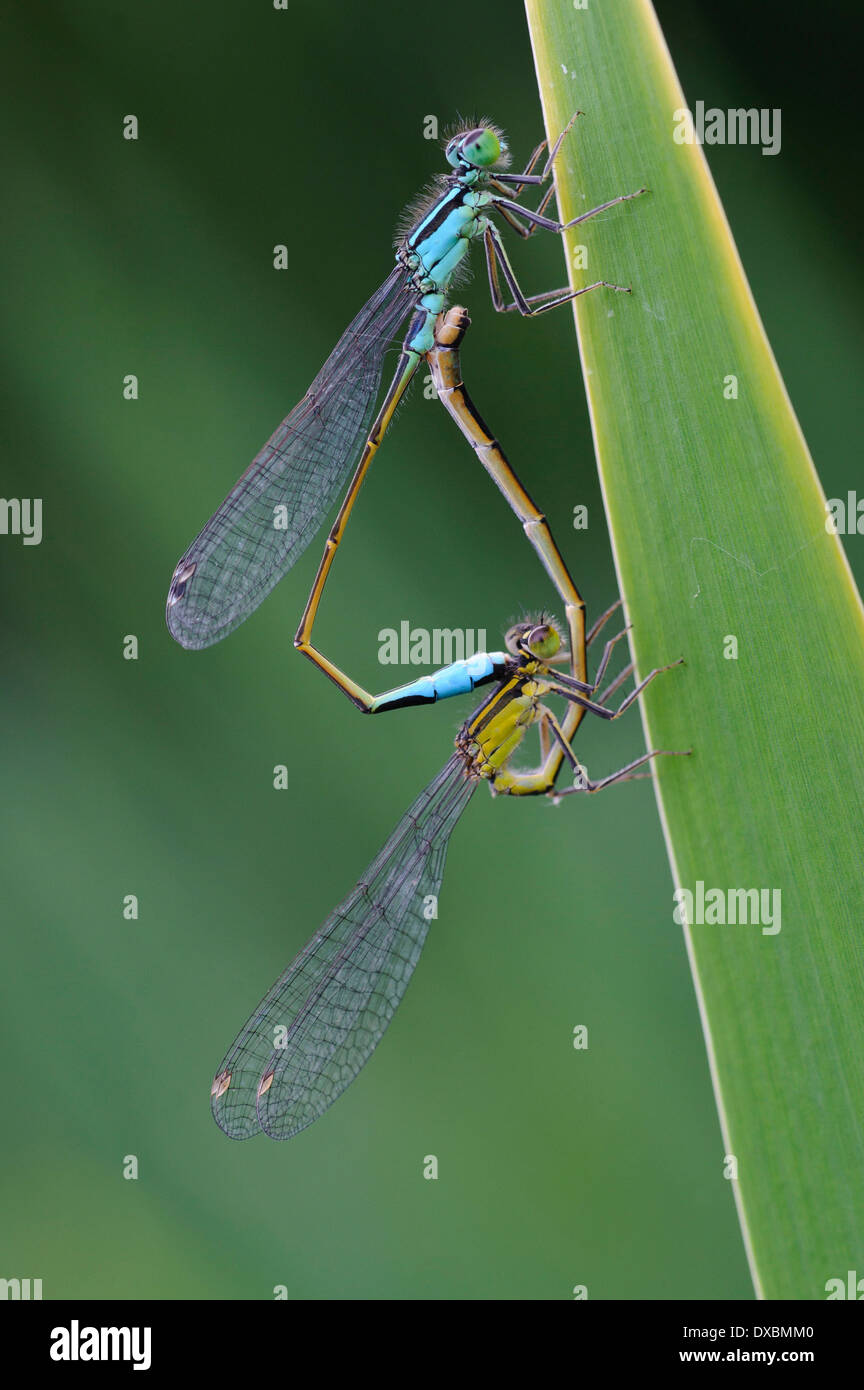 Blu-tailed Damselfly Foto Stock