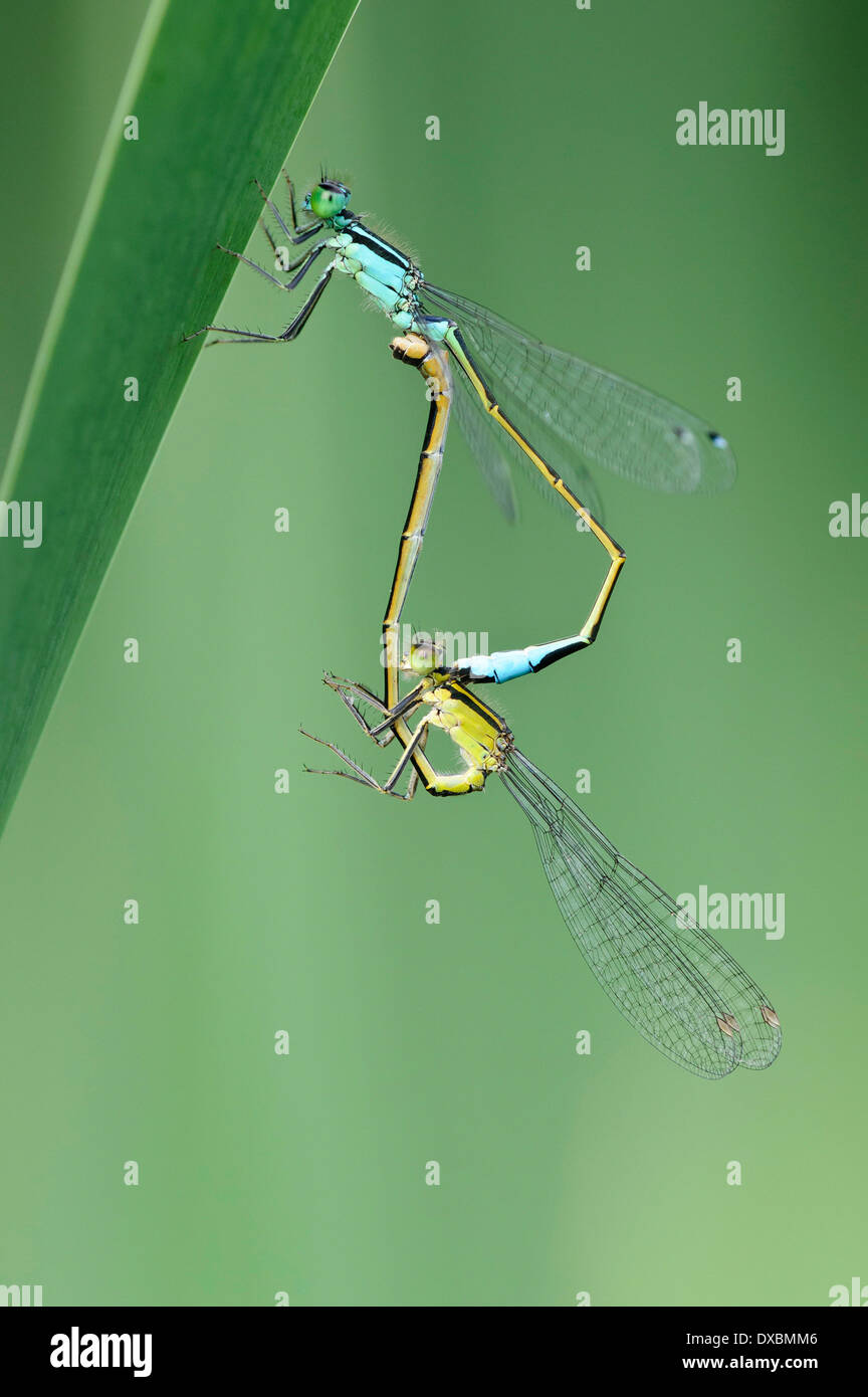 Blu-tailed Damselfly Foto Stock