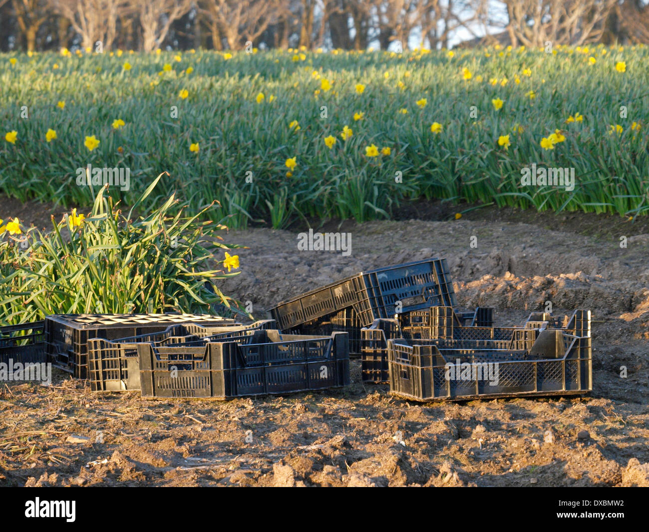 Daffodil commerciale in crescita, Penzance, Cornwall, Regno Unito Foto Stock