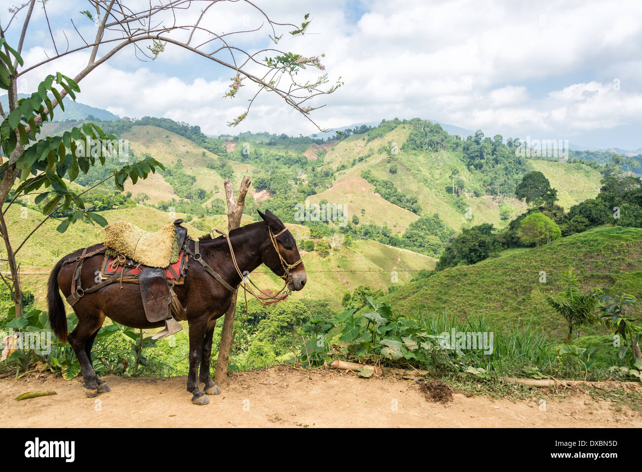 Un asino con lussureggianti colline verdi in background in Colombia rurale Foto Stock