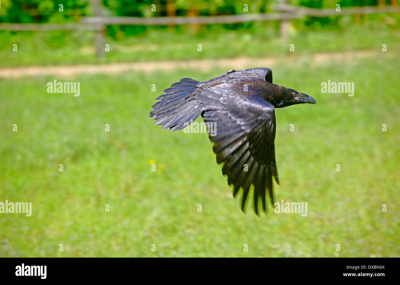 Comune o nord del corvo imperiale (Corvus corax) in volo Foto Stock