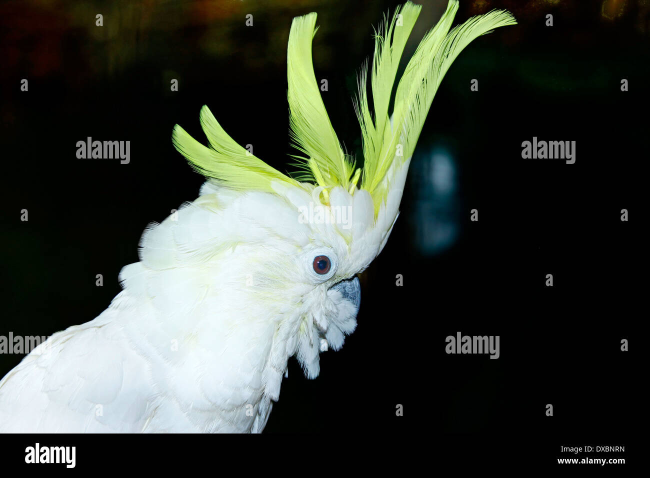 JEKCA Cacatua Crestato Di Zolfo 02S – Kit Costruzione In Plastica Con Oltre 1490 Pezzi, Sistema Di Blocco Brevettato, 14+ Anni