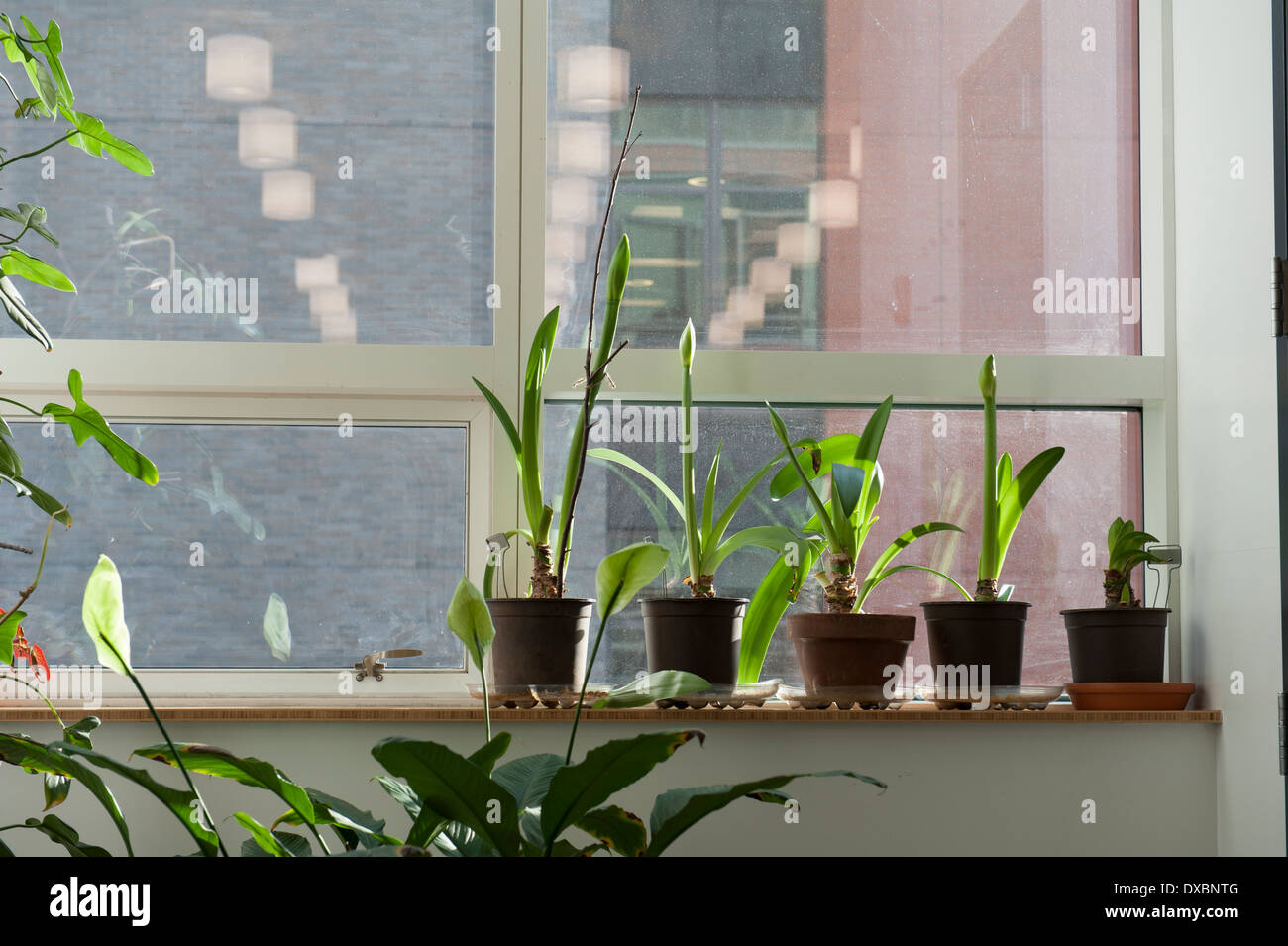 Un davanzale a Battery Park City Parks Conservancy ufficio a Manhattan, New York City. Foto Stock