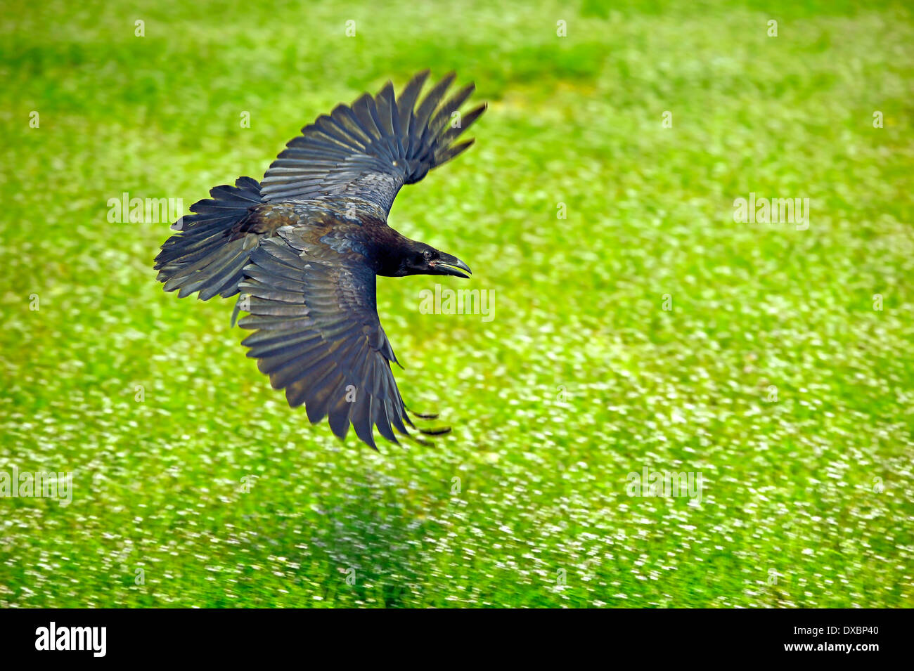 Northern o comuni di Corvo Imperiale (Corvus corax) in volo Foto Stock