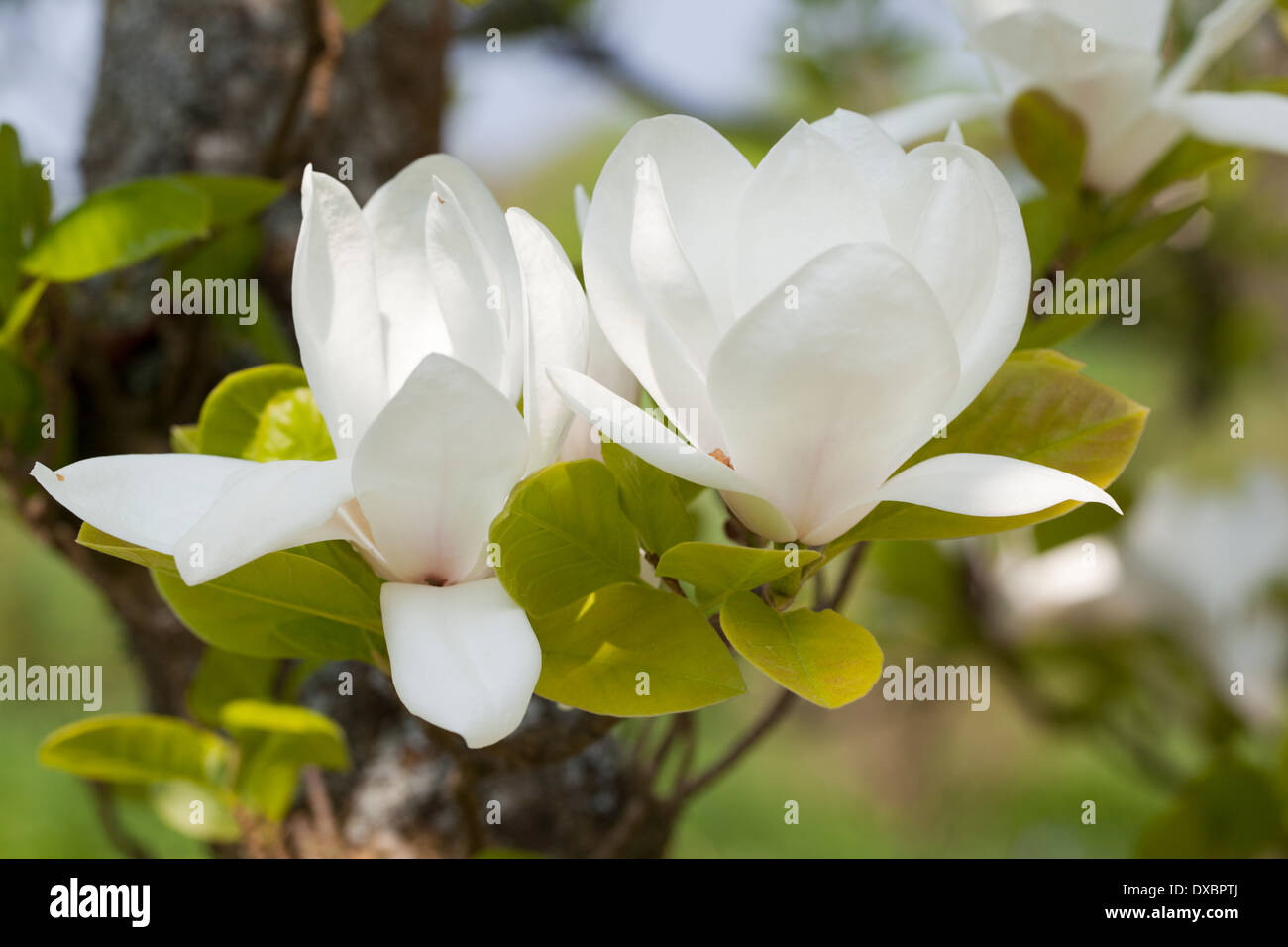 In prossimità di una fioritura di Magnolia bianco in un giardino DEL REGNO UNITO Foto Stock