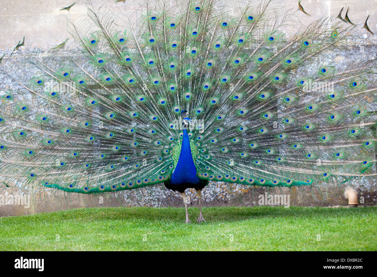 Esposizione di pavoni a Corsham Court, Corsham, Wiltshire, Inghilterra, Regno Unito Foto Stock