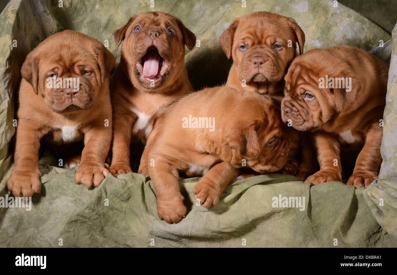 Cucciolata di Dogue de Bordeaux cuccioli - 5 settimane Foto Stock