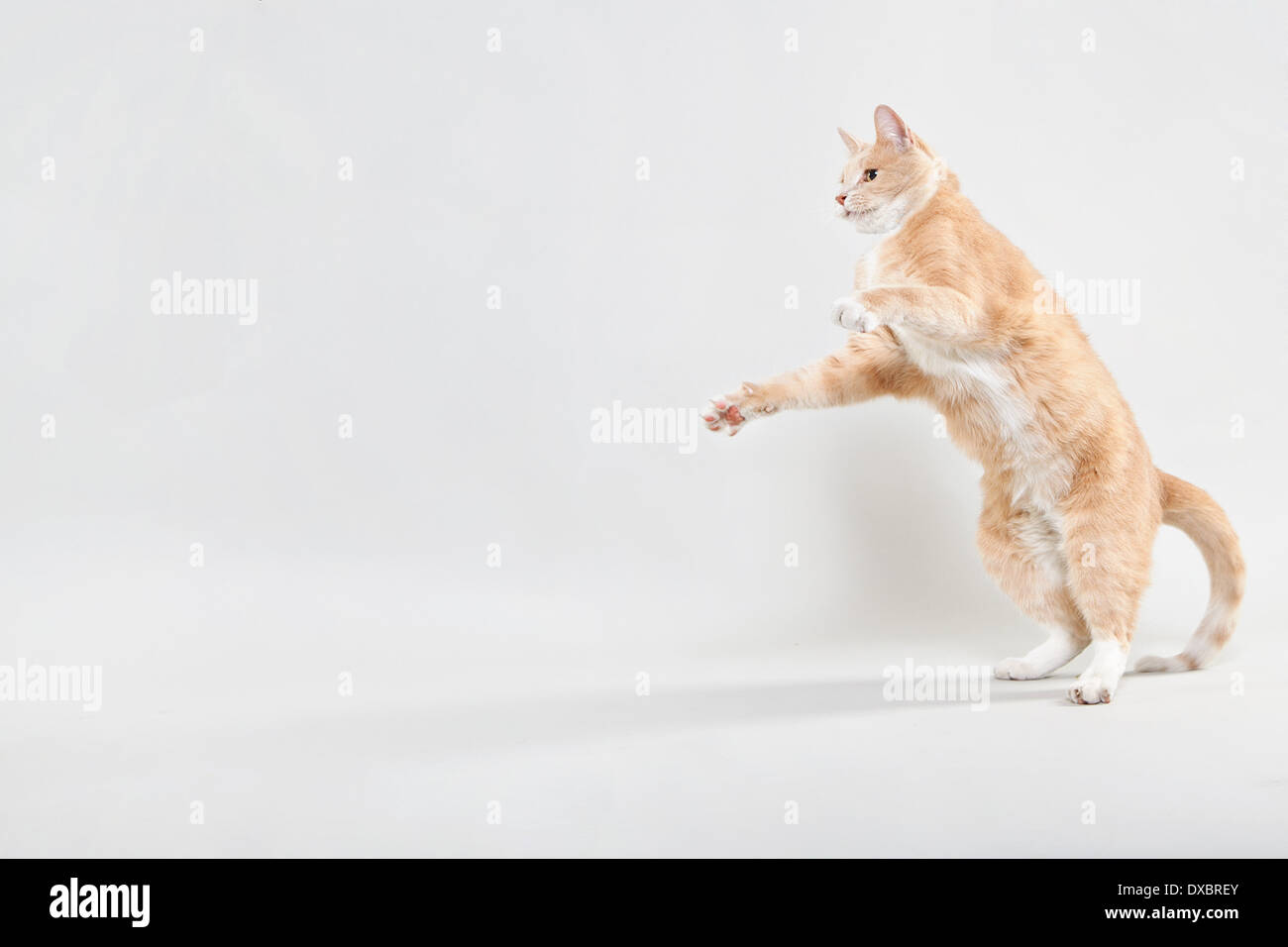 Gatto arancione in piedi su due gambe, giocando. Foto Stock