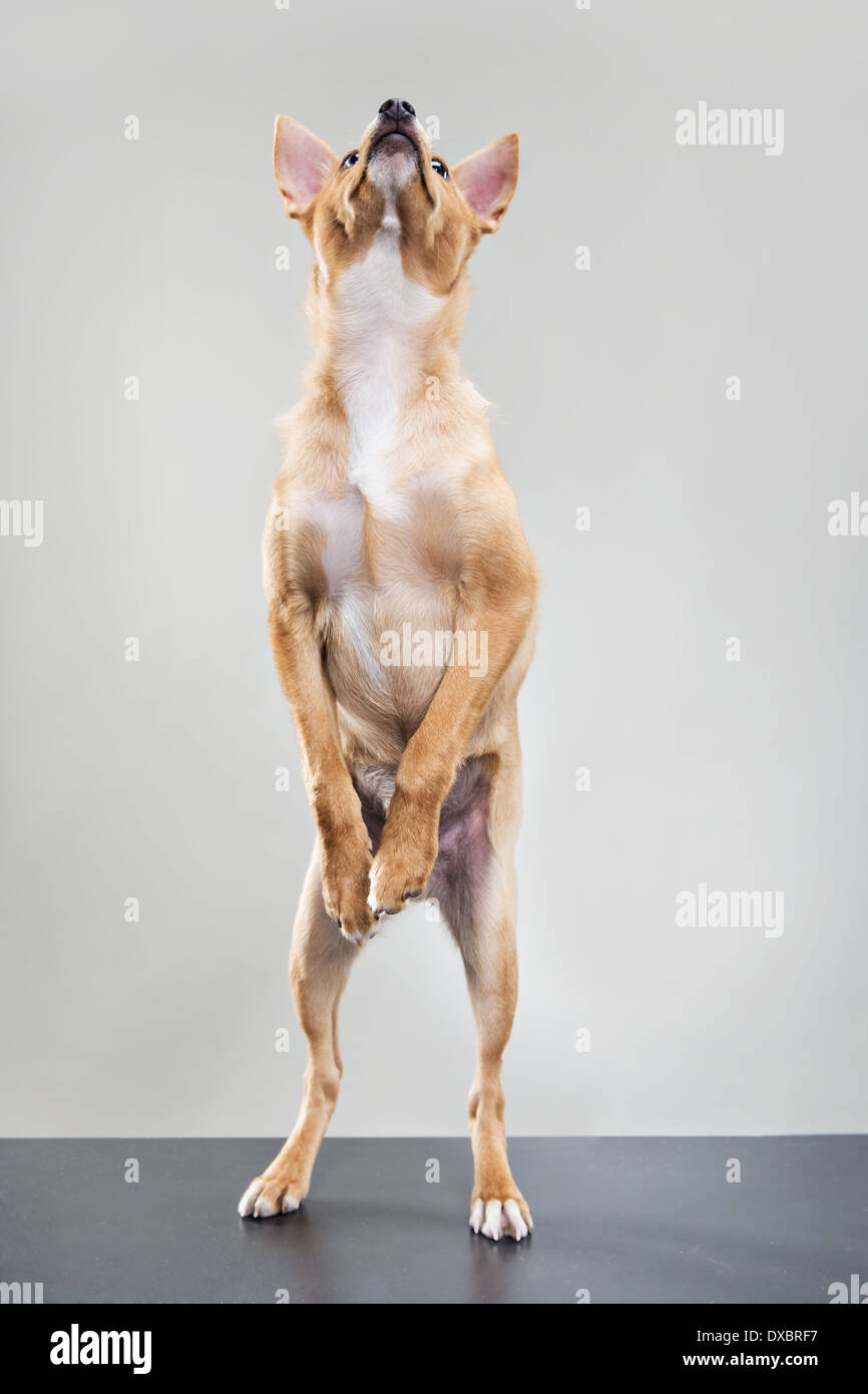 Cane su due gambe, la necessità di andare fuori. Foto Stock