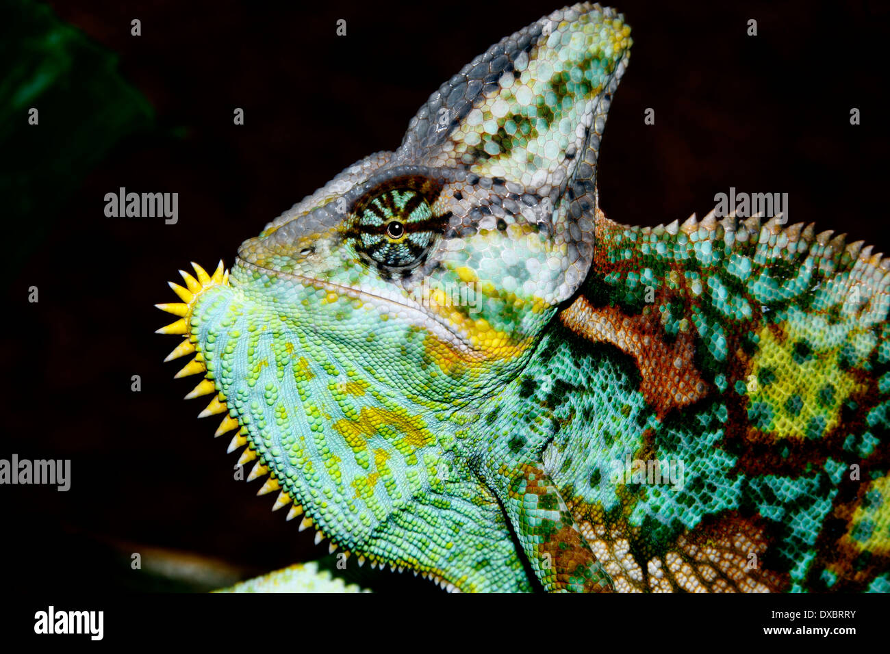 Velato o Yemen chameleon (Chamaeleon calyptratus) maschio con la gola sacchetto gonfiato Foto Stock