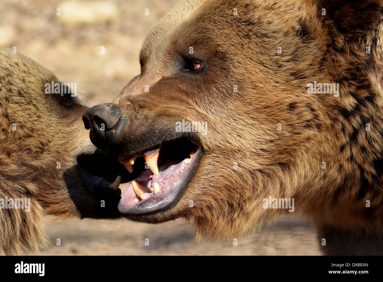 Lotta di orso Foto Stock