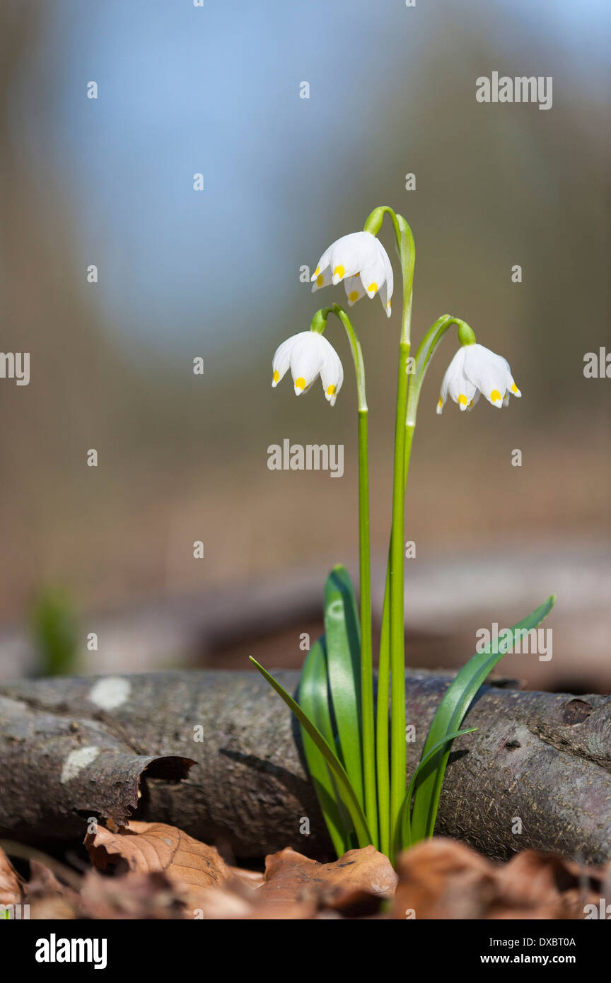 Leucojum vernum Foto Stock