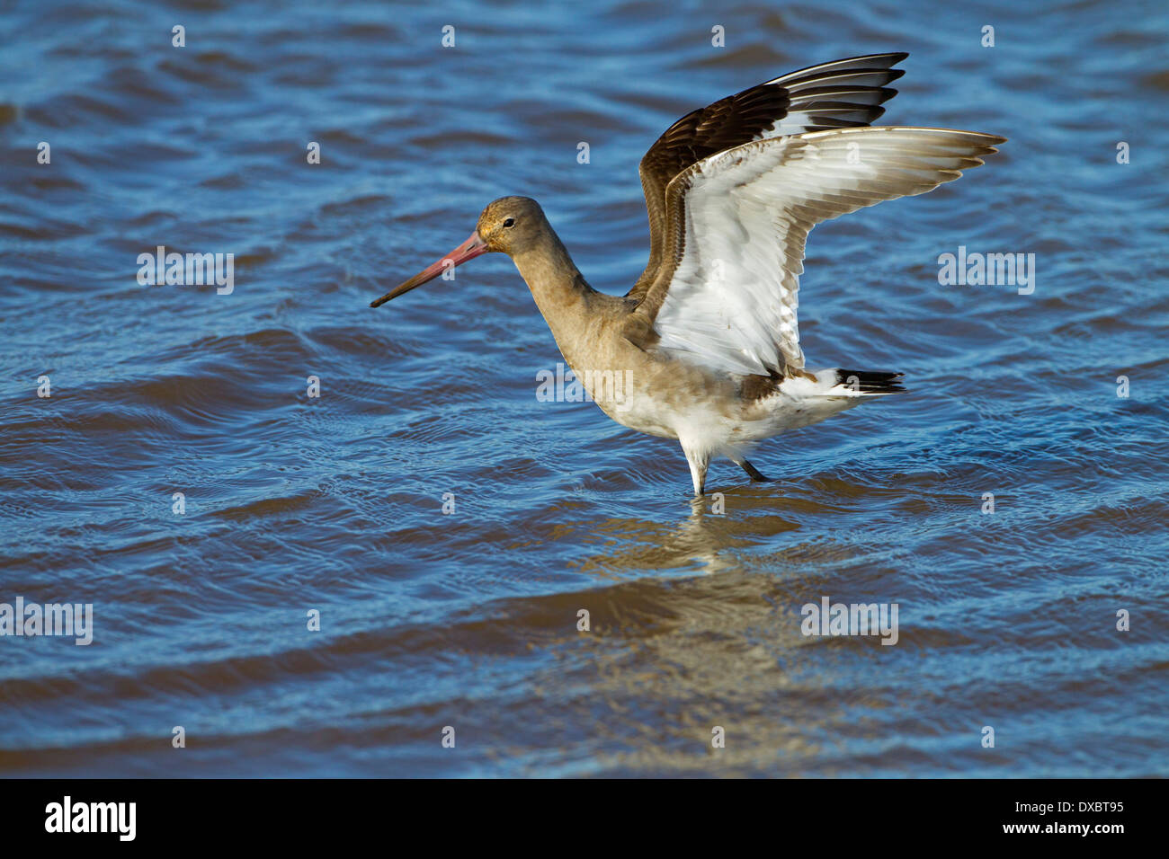 Nero-tailed Godwit Limosa limosa su paludi Cley Costa North Norfolk Foto Stock