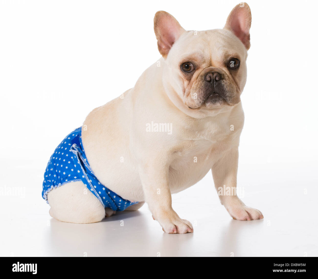 Cane in calore o stagione indossando pantaloni di protezione isolati su  sfondo bianco - bulldog francese Foto stock - Alamy