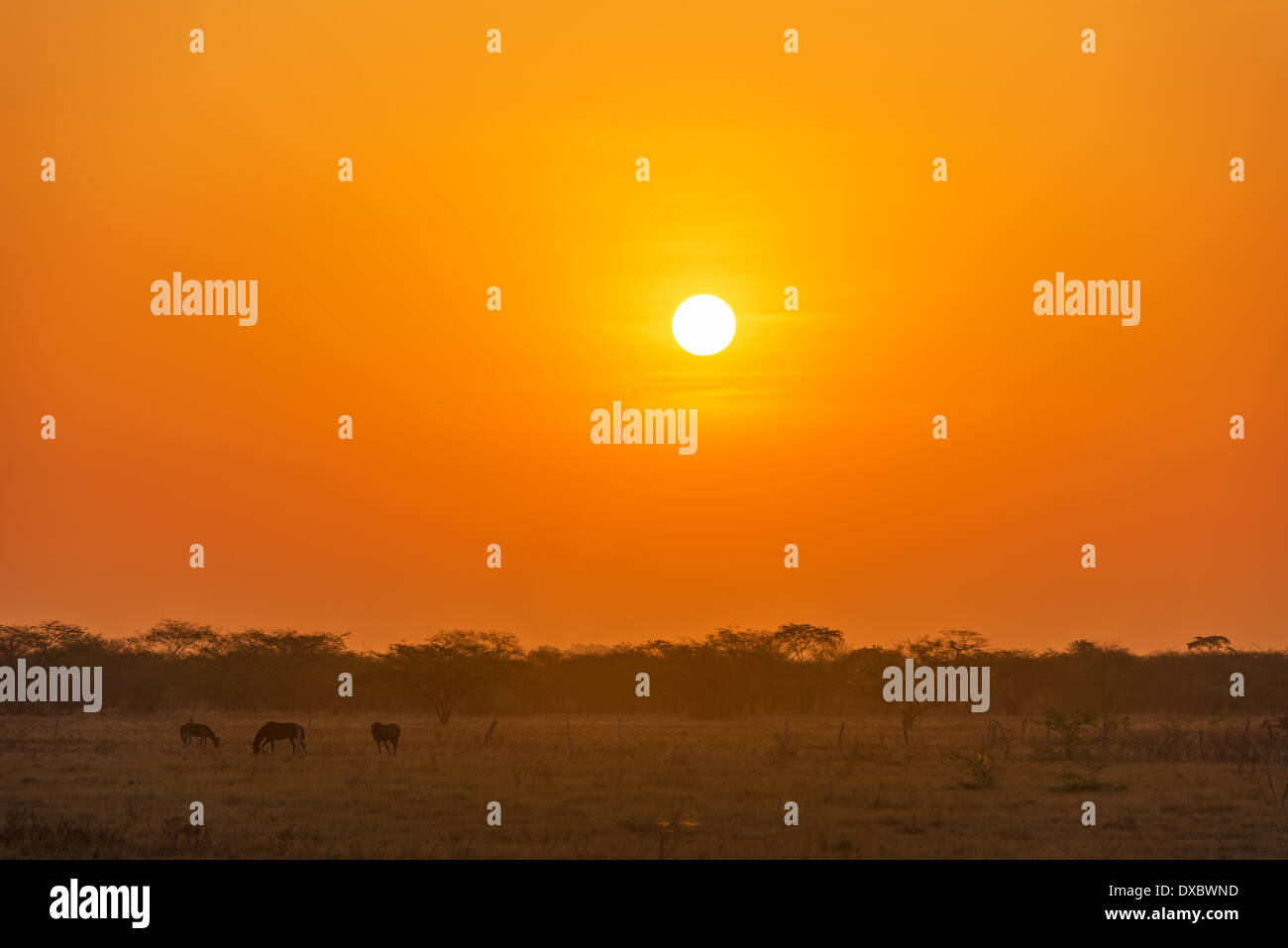 Orange sunrise nelle pianure della Colombia con tre cavalli visibile in primo piano Foto Stock