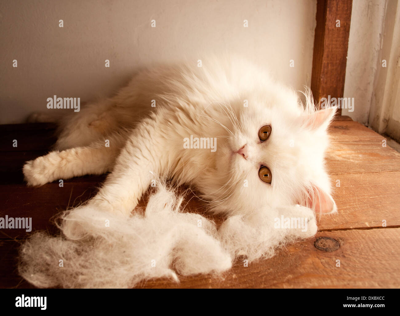Gatto e pelo di gatto Foto Stock
