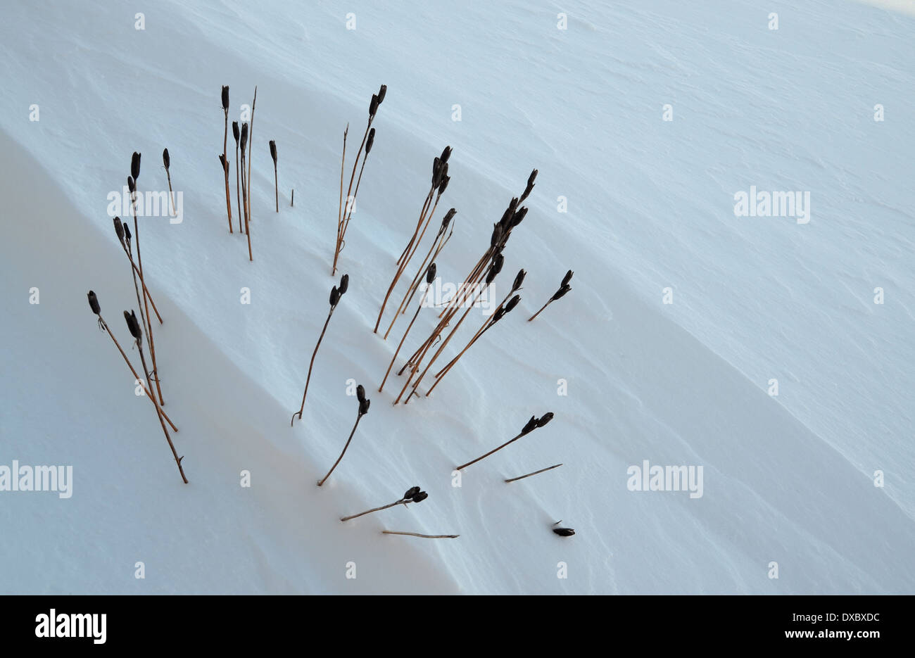 Steli di piante nella neve Foto Stock
