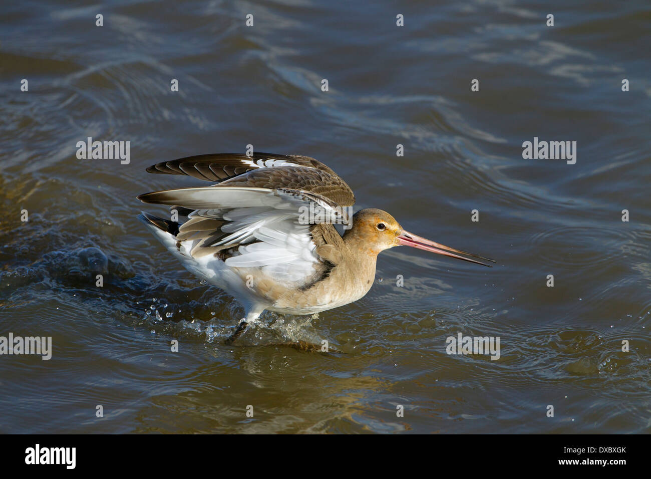 Nero-tailed Godwit Limosa limosa in volo Foto Stock
