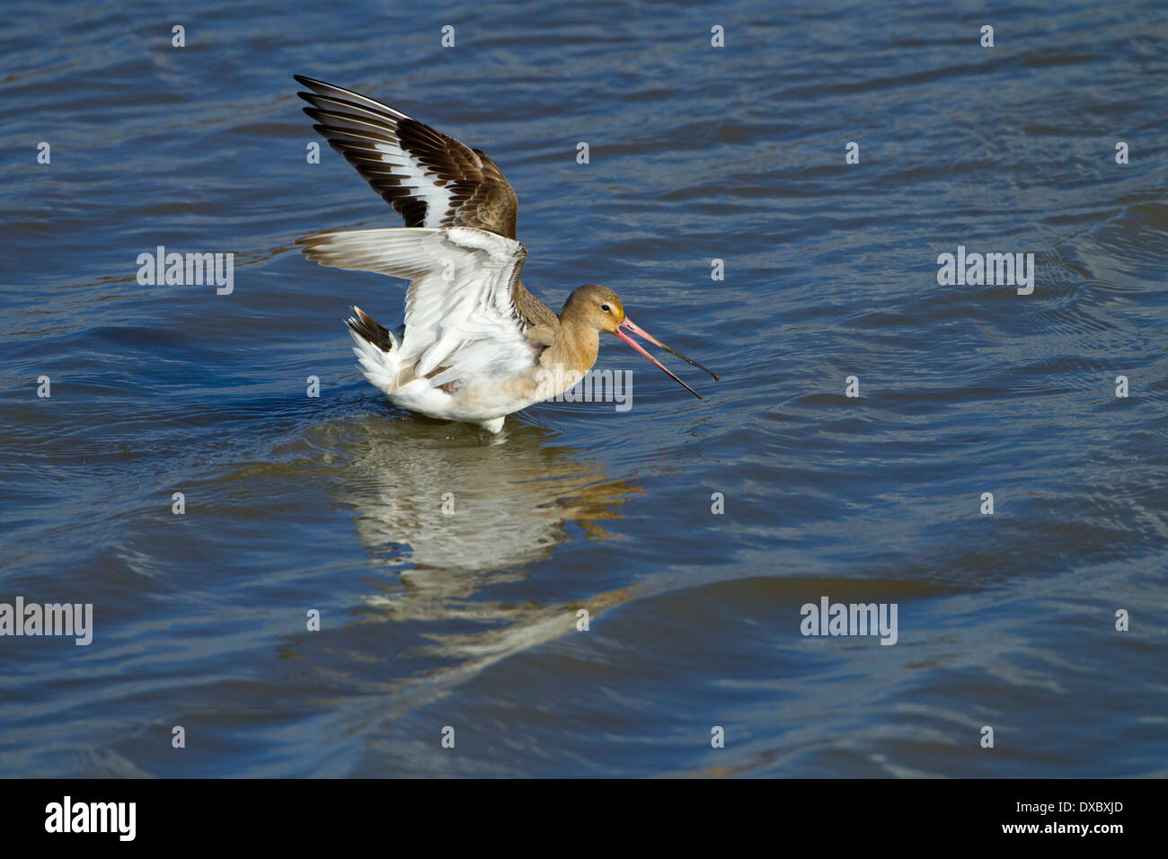 Nero-tailed Godwit Limosa limosa in volo Foto Stock