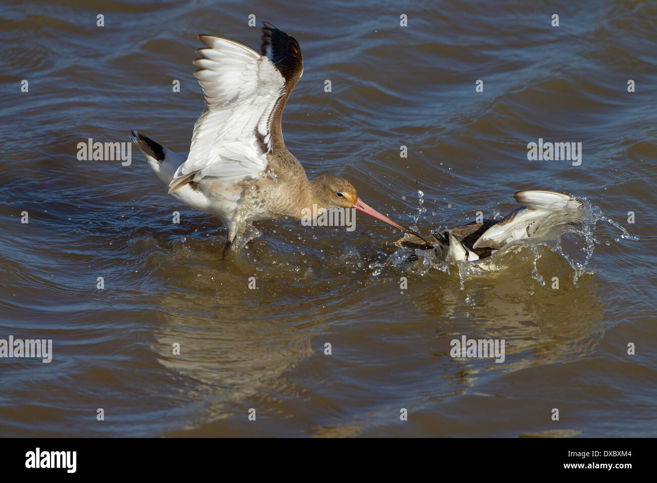 Nero-tailed godwits Limosa limosa combattimenti Foto Stock