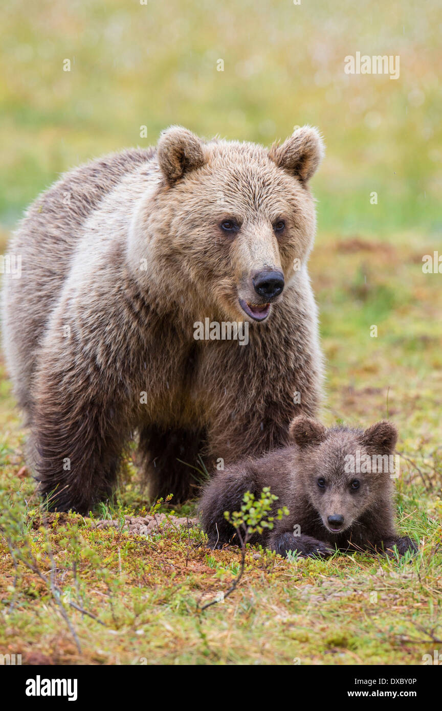 Unione orso bruno Foto Stock