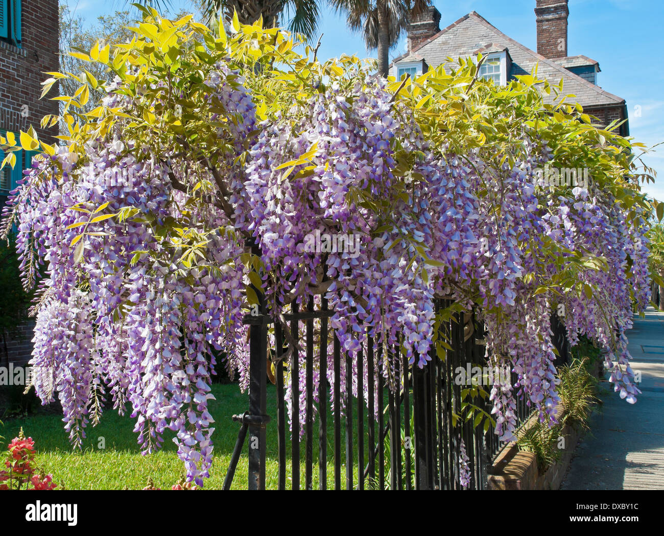Il Glicine si aggrappa a una griglia di ferro recinto nel centro storico di Charleston. Foto Stock