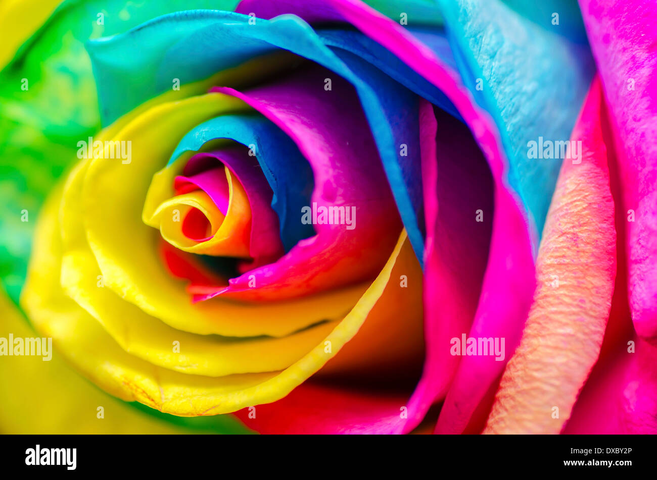 Rosa arcobaleno immagini e fotografie stock ad alta risoluzione - Alamy