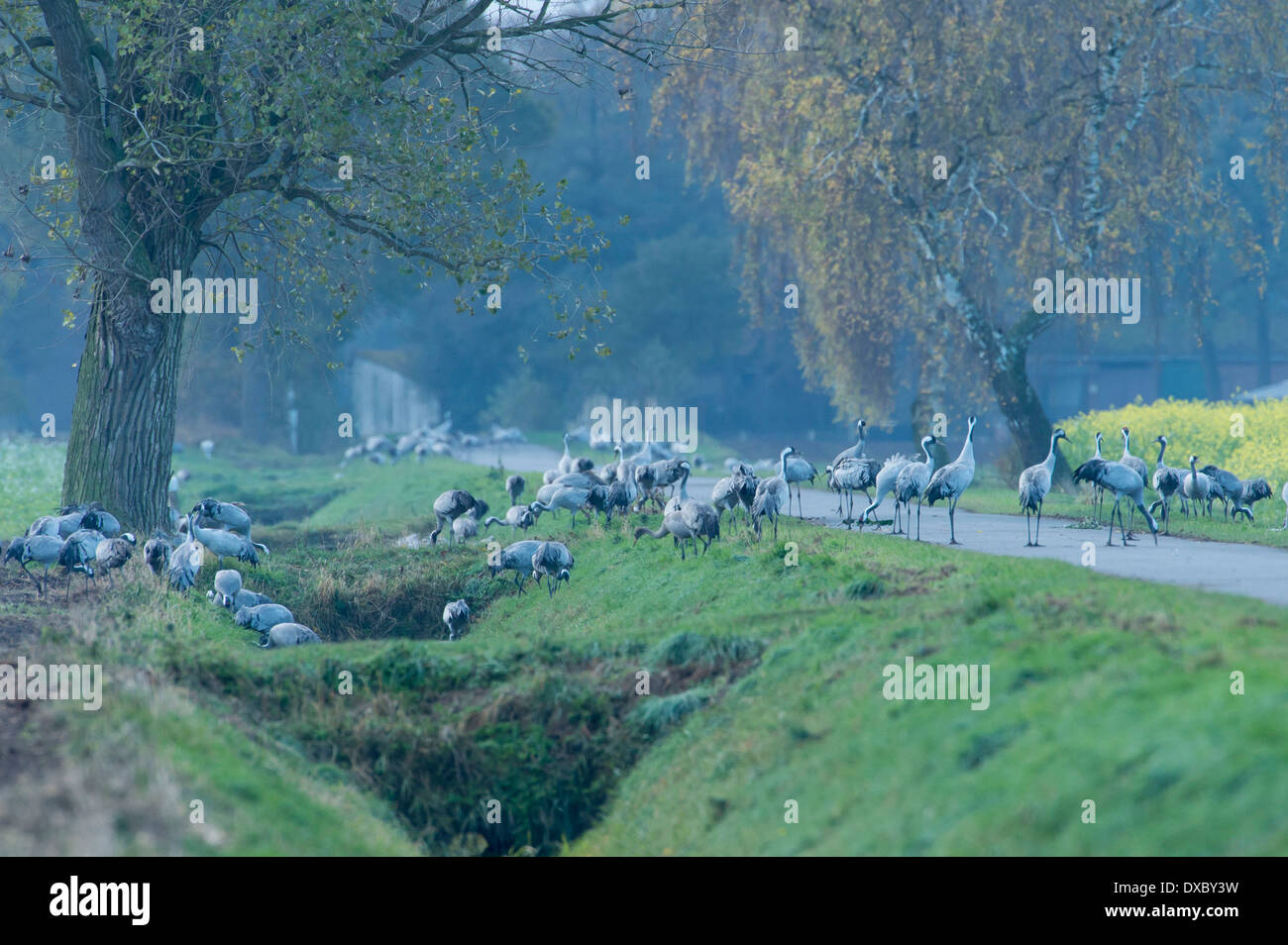 Grus grus Foto Stock