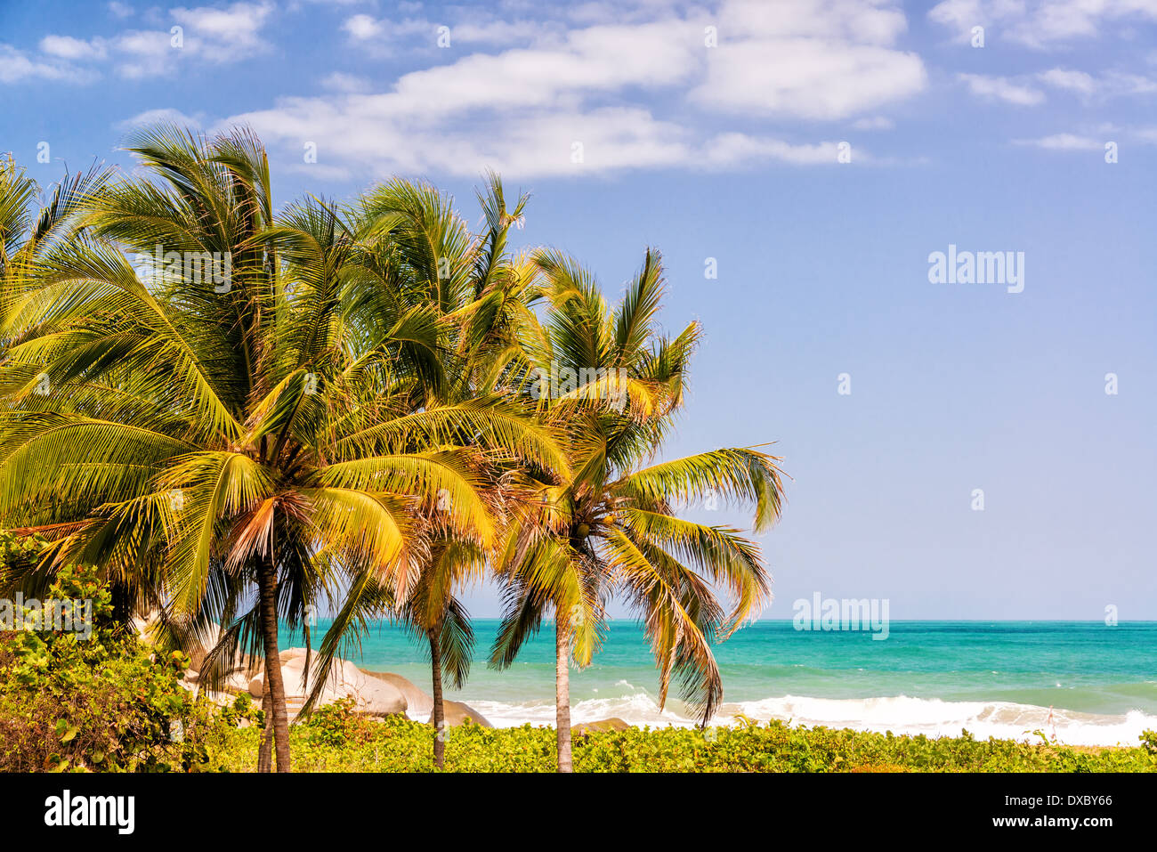 Tre alberi di palma nel Parco Nazionale Tayrona in Colombia con il Mar dei Caraibi visibile in background Foto Stock