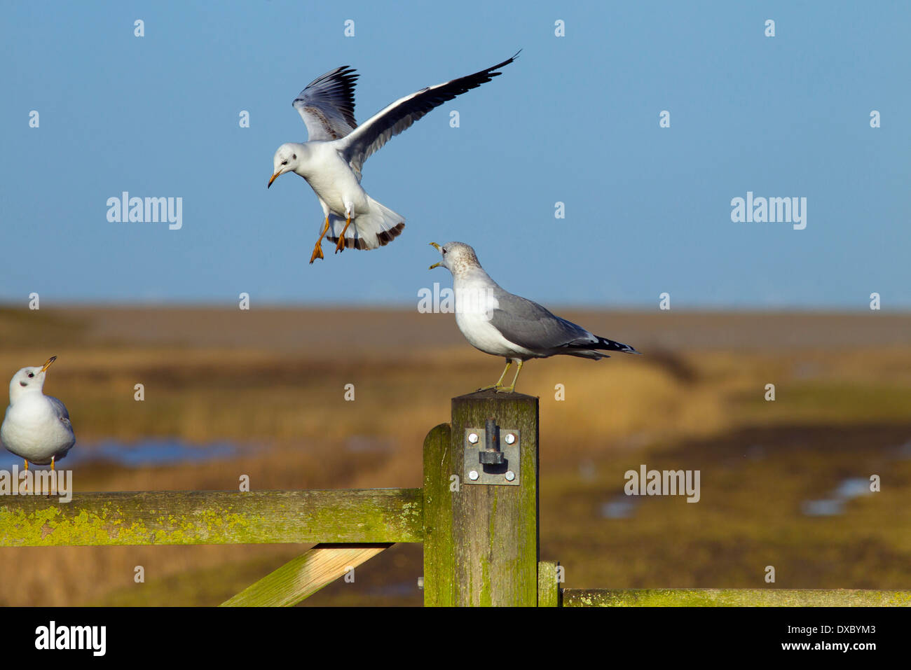 Testa nera Gull Larus ridibundus in volo atterraggio sul post dove ther è un gabbiano comune Foto Stock